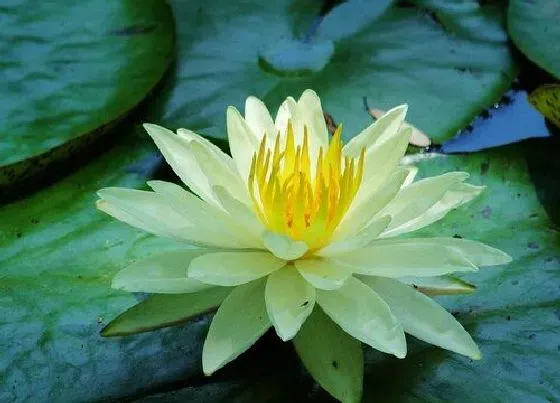 植物毒性|水莲花有毒吗 可以放在室内养吗
