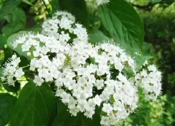 不开花|蝴蝶绣球为什么不开花