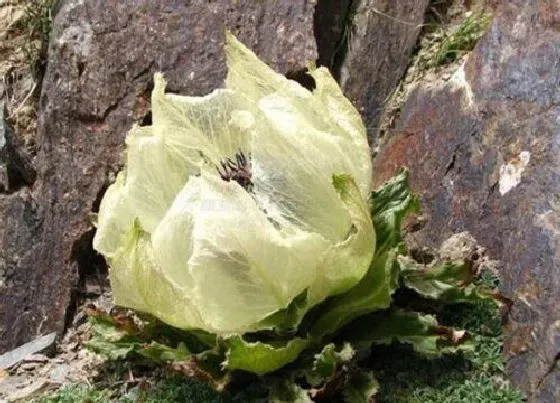 开花时间|雪莲什么季节开花 开花时间在几月份