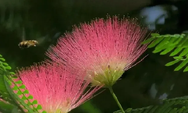 花语|合欢花的花语是什么意思与含义
