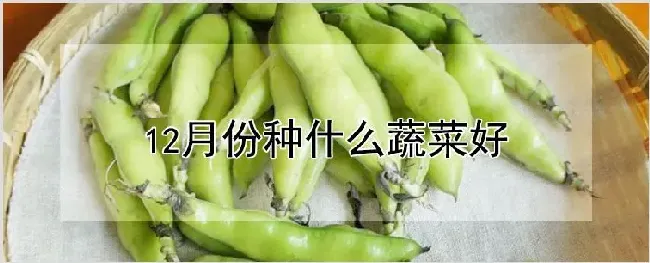 12月份种什么蔬菜好 | 种植技术