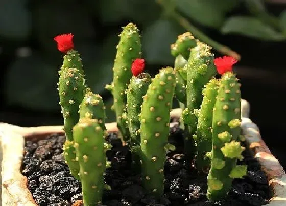 植物繁殖|姬珊瑚仙人掌怎么繁殖方法和注意事项