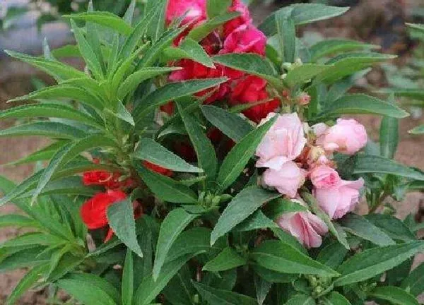 植物换土|凤仙花怎么换土