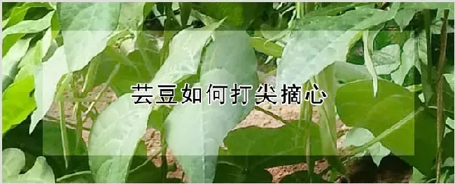 芸豆如何打尖摘心 | 耕种资料