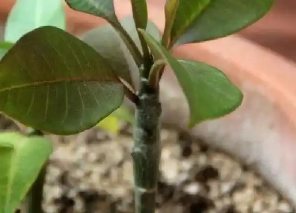 植物扦插|鸡蛋花的扦插方法图解 鸡蛋花扦插繁殖技术