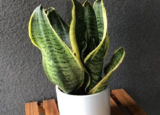植物百科|虎皮兰的繁殖方法（图解）