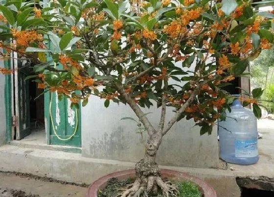 植物排行|盆栽桂花什么品种最好
