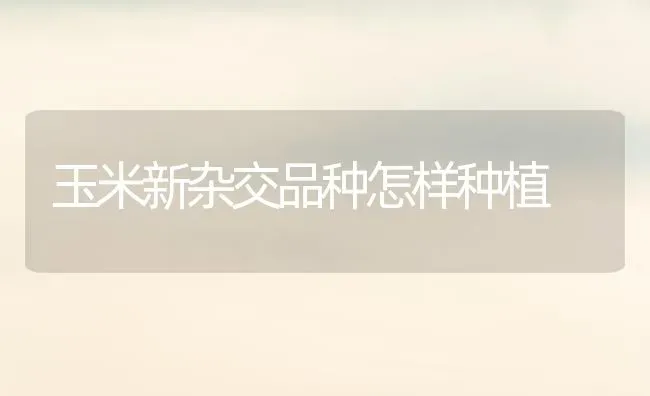 玉米新杂交品种怎样种植 | 植物种植百科