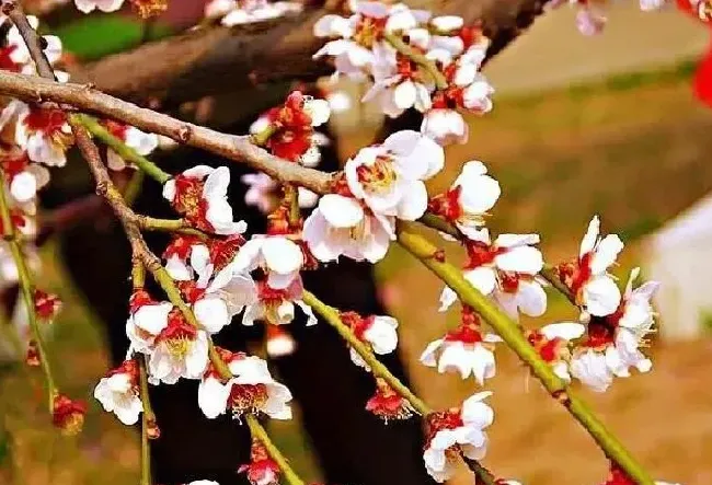 植物种类|什么梅花最好最贵（梅花哪个品种最珍贵最漂亮）