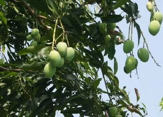 植物施肥|芒果树施什么肥最好