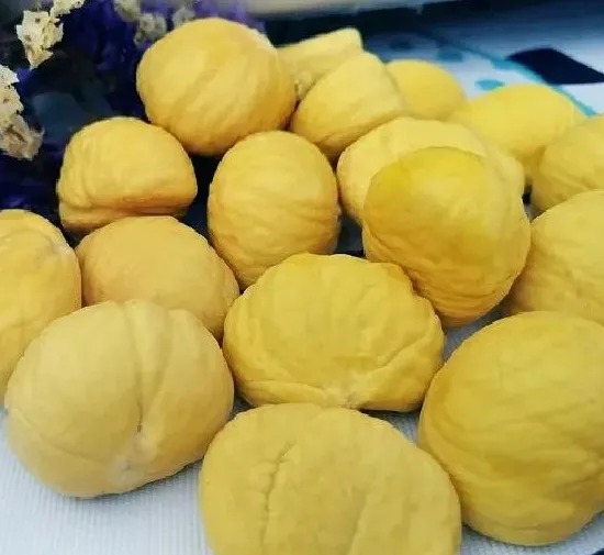食用常识|栗子是发物吗 是不是属于发物食物