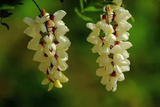 果实科普|槐花几月开花结果 什么时候开花结果