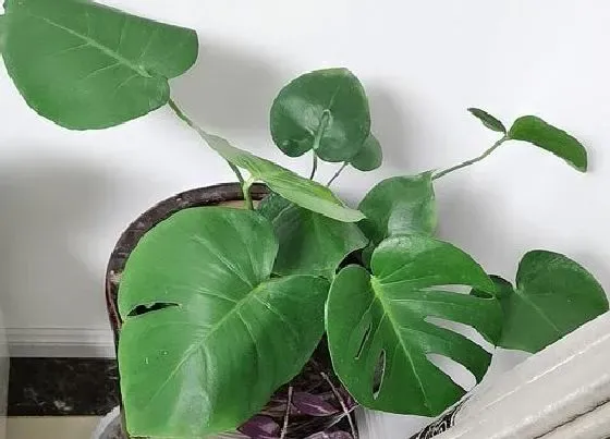 植物种类|室内大叶植物盆栽有哪些