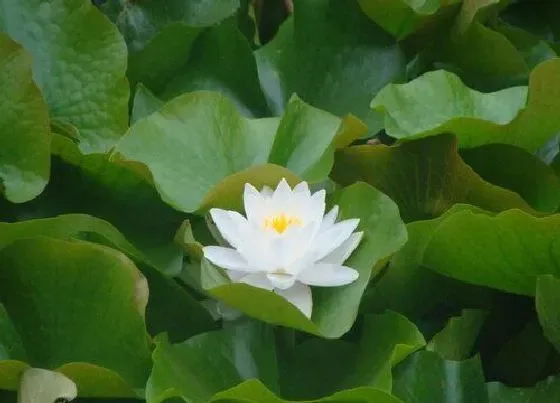 植物毒性|水莲花有毒吗 可以放在室内养吗