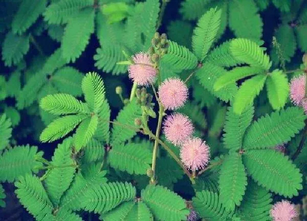 养殖科普|含羞草喜阳还是喜阴 属于阴生还是阳生植物