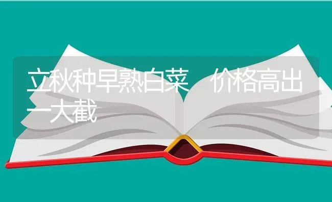 立秋种早熟白菜 价格高出一大截 | 蔬菜种植
