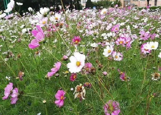 植物百科|格桑花几年生植物