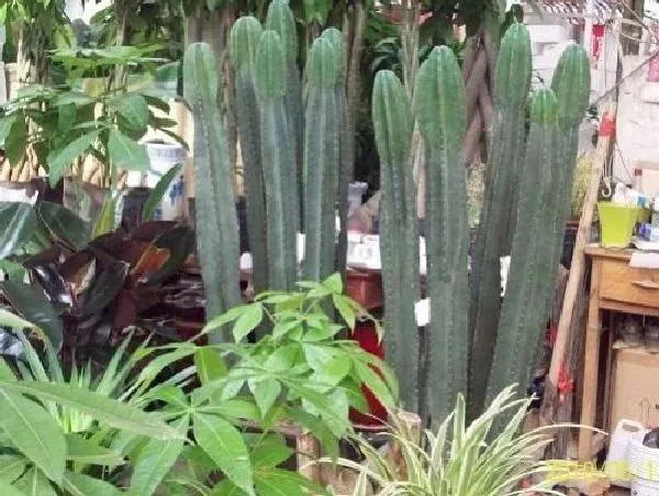 植物浇水|仙人柱浇水要浇透吗 浇水浇多少合适
