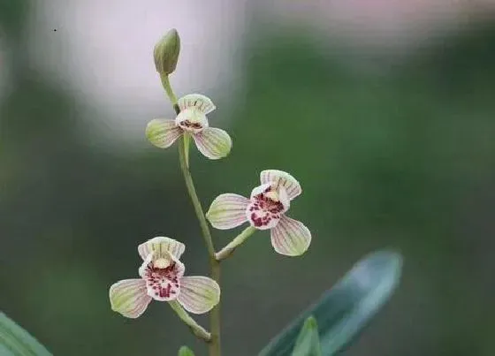 植物香味|建兰千霞冠有香味吗