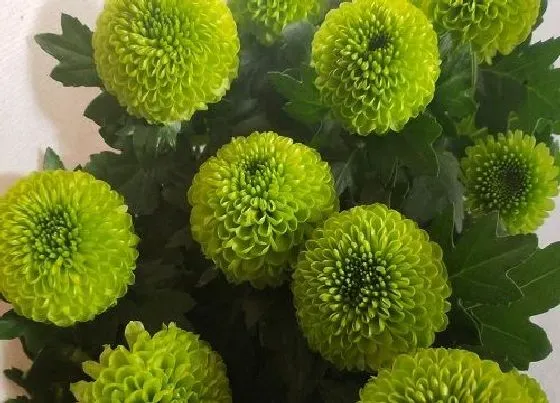植物寓意|绿色菊花花语代表什么意思