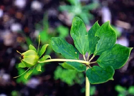 种植管理|重楼的生长周期是多长时间