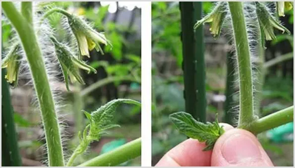 蔬菜烂秆子为什么这么难治？ | 种植病虫害