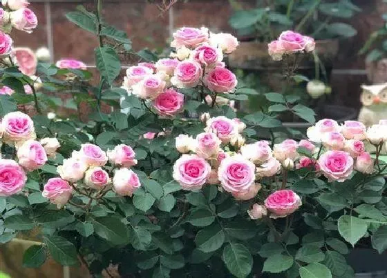 种植位置|门前可以种月季花吗