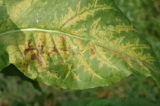 植物病害|烟草病毒病症状与防治方法