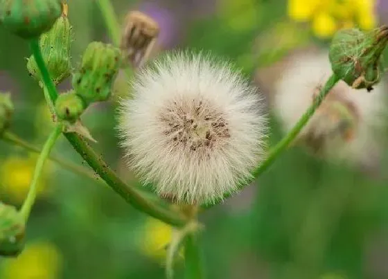 植物毒性|蒲公英的汁液有毒吗 汁液的毒性与作用