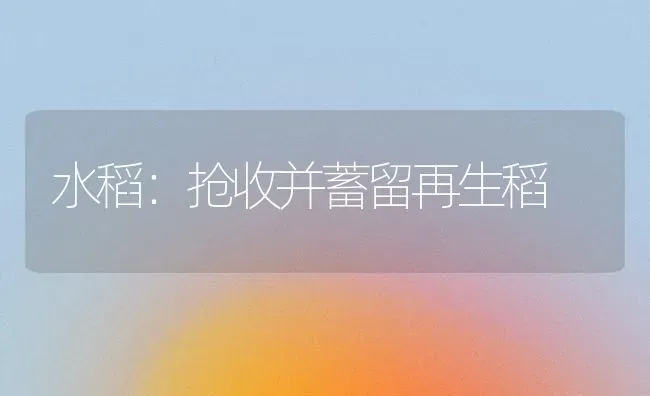 水稻：抢收并蓄留再生稻 | 粮油作物种植