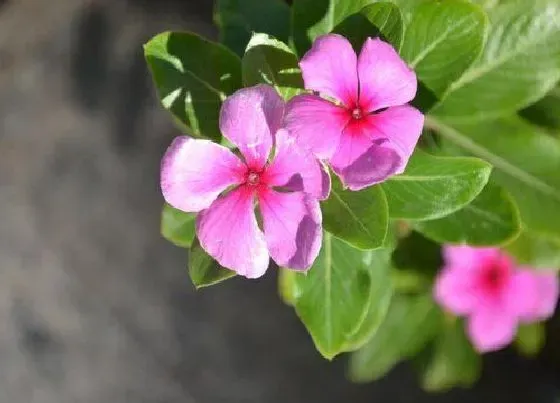 风水百科|长春花的风水作用及摆放 养在室内风水好不好