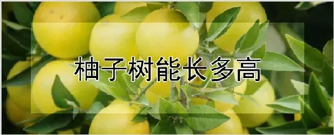 柚子树能长多高 | 农业科普