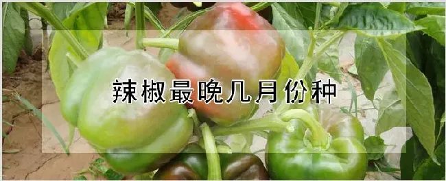 辣椒最晚几月份种 | 种植技术