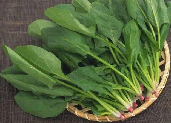 食用科普|菠菜是热性还是凉性