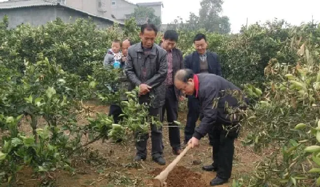 植物施肥|果树全年的施肥时间大全，果树一年四季的施肥方法）