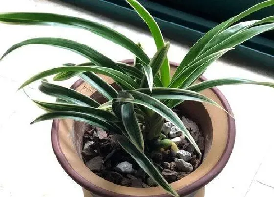 植物寓意|兰花的风水寓意和摆放位置