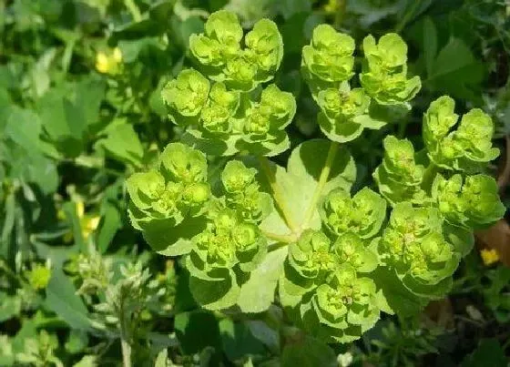 植物百科|猫眼草和泽漆的区别