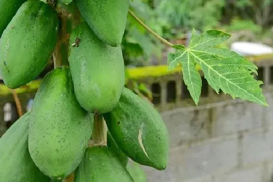 食用技巧|木瓜怎么挑选好吃的