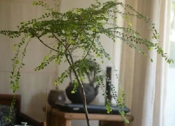 养殖方法|山格木怎么养护方法