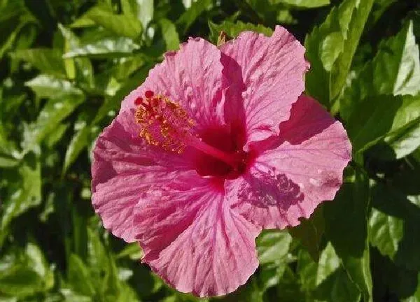 植物浇水|扶桑花多久浇一次水