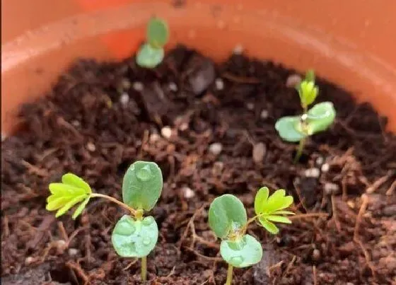 植物播种|风铃花什么时候播种合适