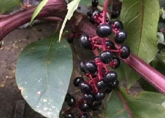 植物百科|商露是什么植物