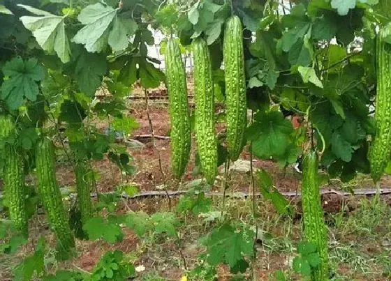 植物育苗|苦瓜几天发芽出苗 育苗方法和种植时间