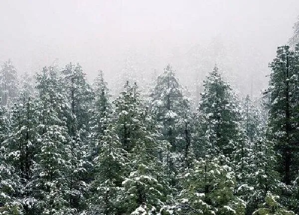 植物浇水|雪松冬天怎么浇水