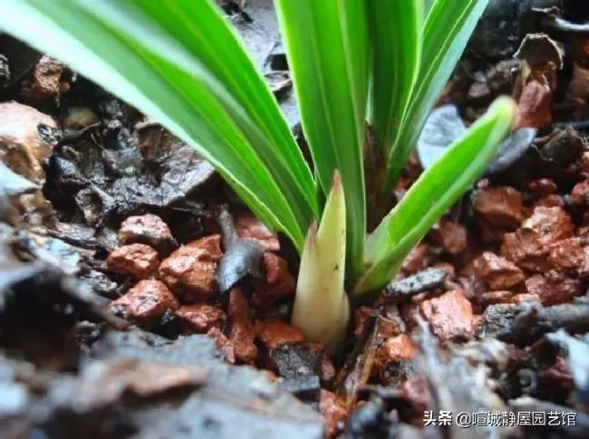 植物施肥|兰花最实用的肥料小妙招，兰花如何施肥管理才能开花）