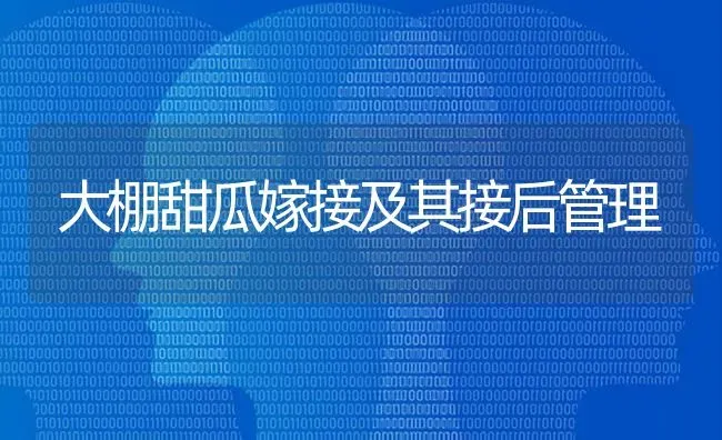 大棚甜瓜嫁接及其接后管理 | 瓜果种植