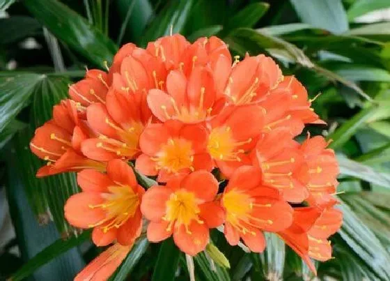 植物寓意|君子兰开花预示着什么意思