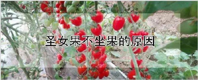 圣女果不坐果的原因 | 农业技术