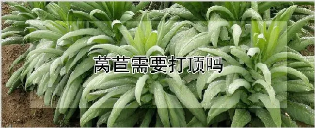 莴苣需要打顶吗 | 养殖技术