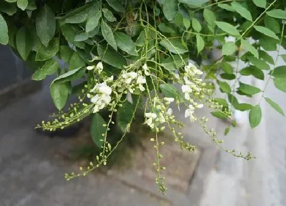 种植位置|龙爪槐可以种在院子里吗